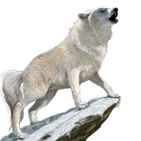 Wolf PNG-23184